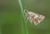 Pyrgus malvoides
